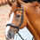 Thumbnail: PE Lambro Anatomic Bridle