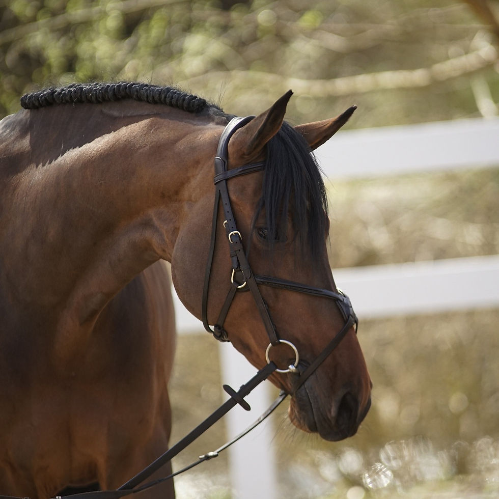 Menetics Fitted Grackle