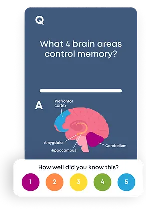 brainscape-mobile-flashcard.webp