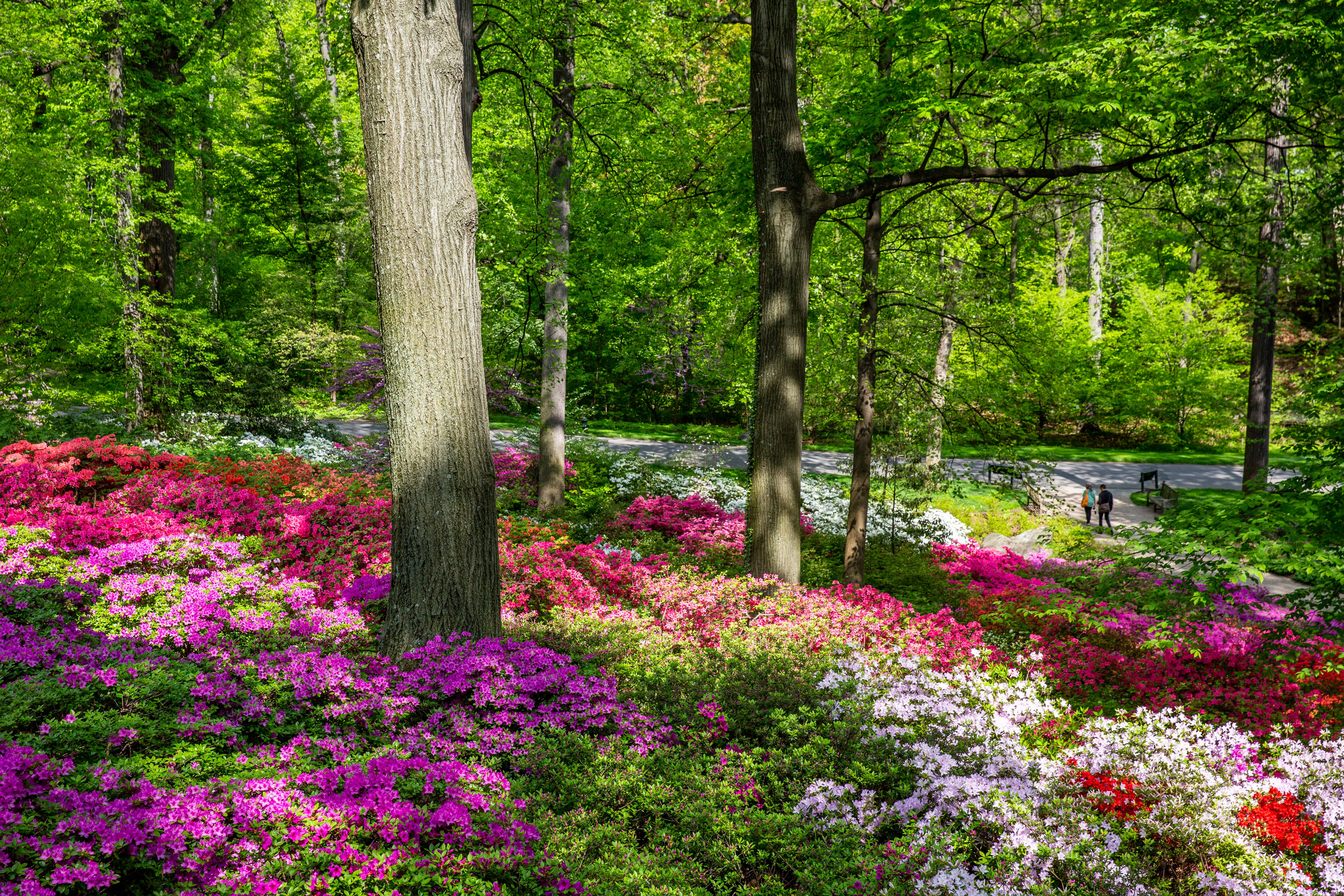 NYBG Azalea Garden Restoration | towersgolde-web