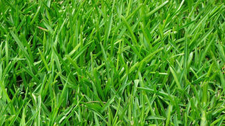 Uncovering the Benefits of Lawn Sand: A Complete Guide to Moss Control and Lawn Nutrition