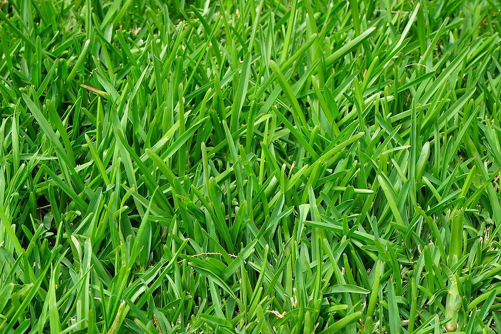 Uncovering the Benefits of Lawn Sand: A Complete Guide to Moss Control and Lawn Nutrition