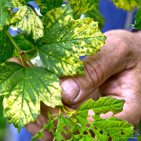 Bitkilerdeki Sarı Yapraklar