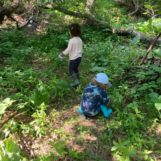 A photo of two children with gloves harvesting nettle in the forest using scissors 
