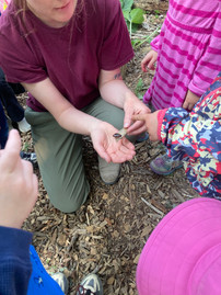A photo of children's hands pointing towards a grown up holding a beetle