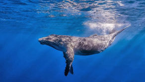 La baleine bleue