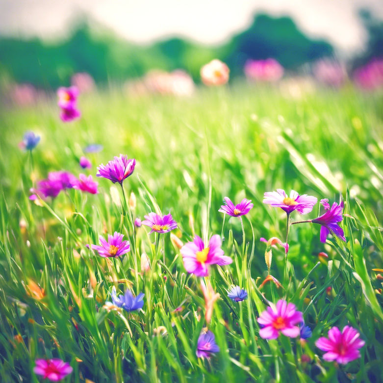 green grass and colurfull flowers_edited_edited.jpg