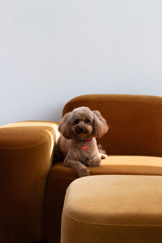 Fat Poodle - Portraits-006.jpg