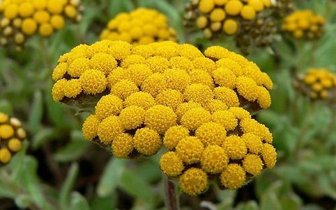 helichrysum-oil-500x500.jpeg