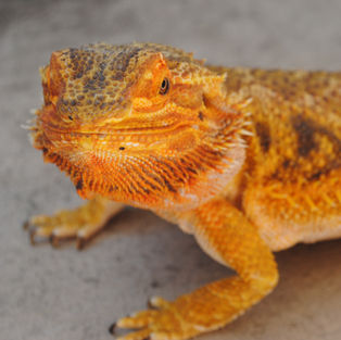 Bearded Dragon
