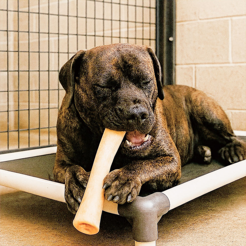 Thumbnail: Hard Evidence Box | Power-Chewer Collection
