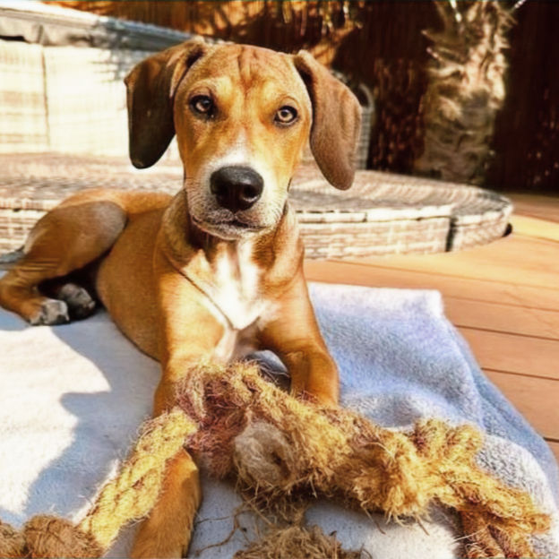 Thumbnail: Coco Rope "Bone" Chew