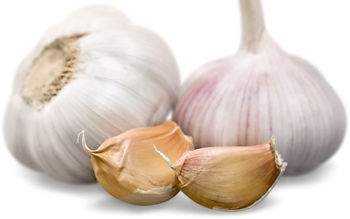 Garlic gloves to symbolize the heated discussions about garlic being poisonous to dogs