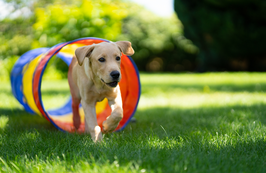 Obstacle 1_course_hundaþjálfun.png