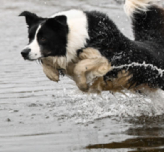 Floki by BARKography - WEB File-2.jpg