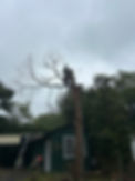 dead tree rem.jpg