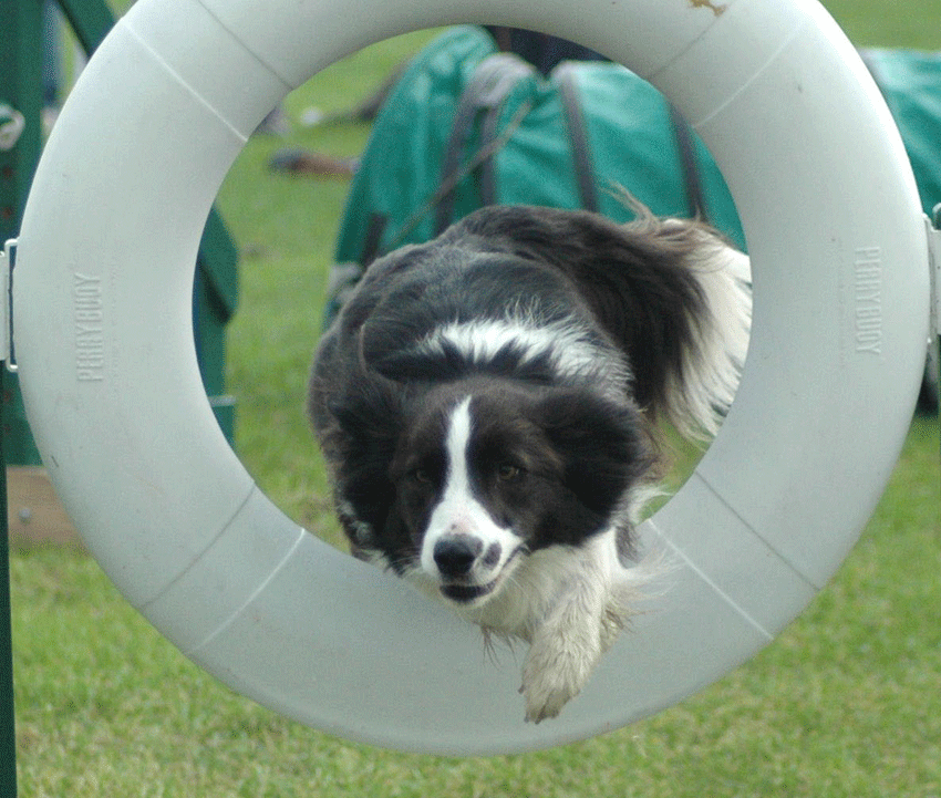 Dawn Weaver, Dog, Dog Agility, Minky