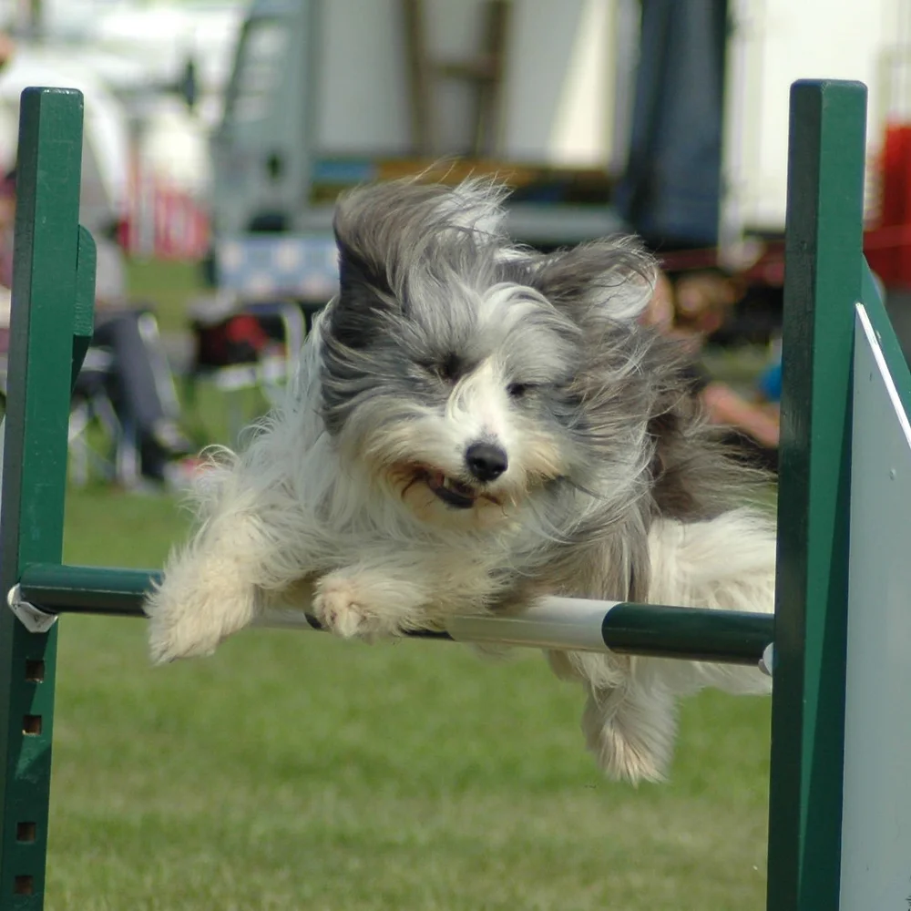 agility shows