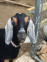 Lucy head.jpeg