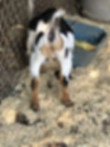 IMG_4013(1).jpeg