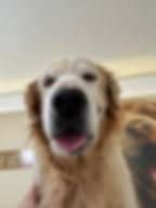 Paciente oncológico sendo tratado com a equipe da pet cancer