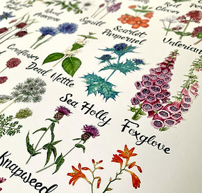 Rachel Corney Illustration