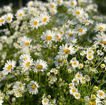 Flowers and Plants form Wild Botanic Flower Farm.