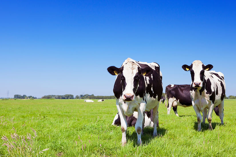 Cows in a fresh grassy field on a clear day