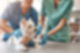 Cute hamster sitting in hands of vet doctor