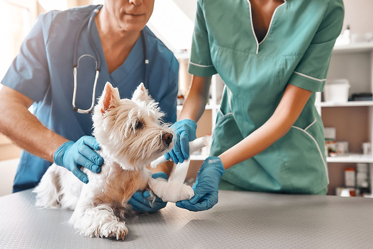 Cute hamster sitting in hands of vet doctor