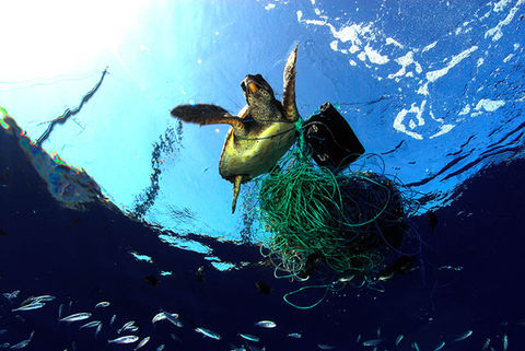 Turtle 0001 Ph. Care'©.jpg