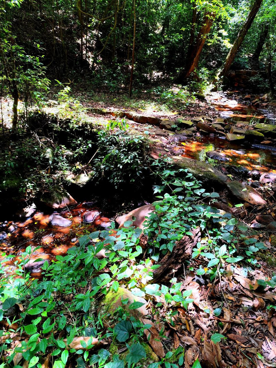 Perennial Stream