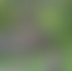 Into the Wild: A Trek at Khao Sok National Park