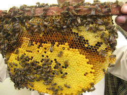 bee2.jpg