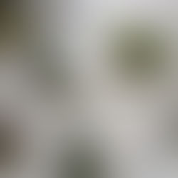 FERN's NEWYEAR Shimekazari