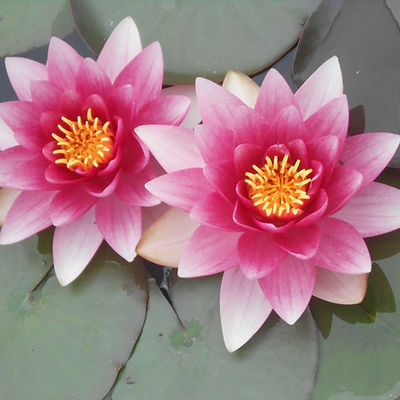 Lilies for site pic.JPG