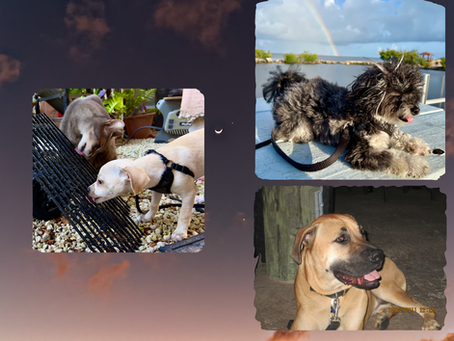 Critters, Part 1