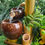Thumbnail: Tropical Flow | Double & Triple Coconut
