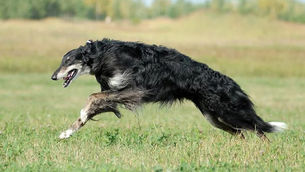 Desvendando os mistérios dos cães da Era Viking irlandesa