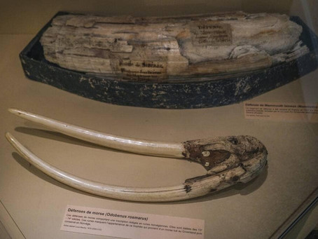 UM MUSEU DE LE MANS, FRANÇA, EXIBIRÁ PRESAS DE MORSA COM RUNAS VIKINGS