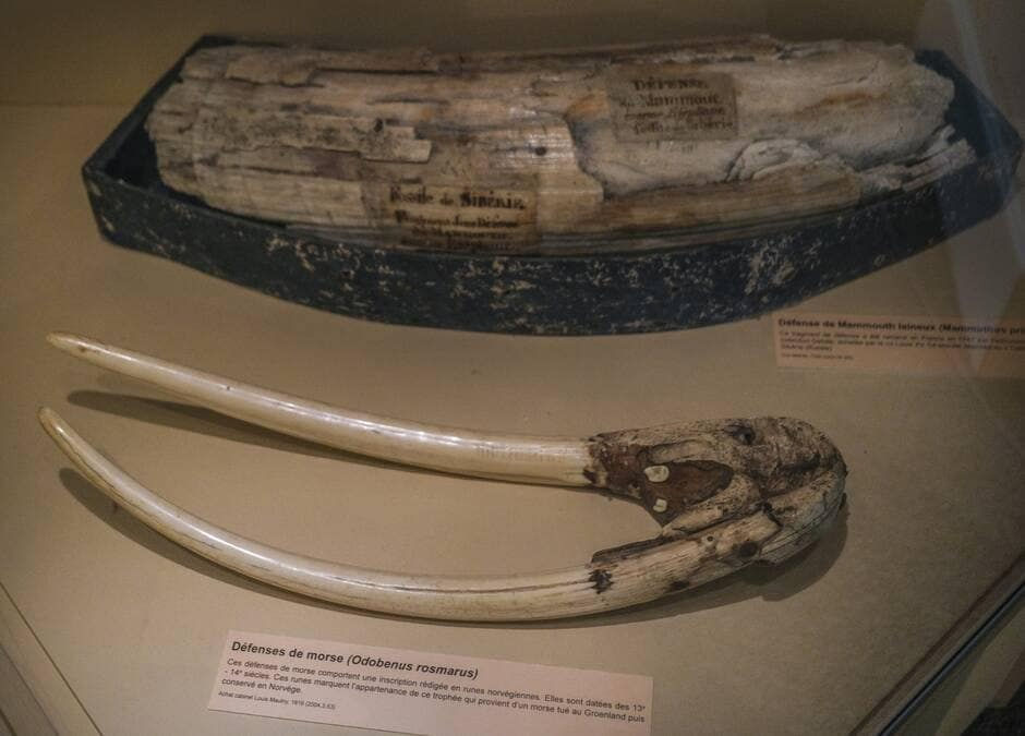 Um museu de Le Mans, França, exibirá presas de morsa com runas vikings