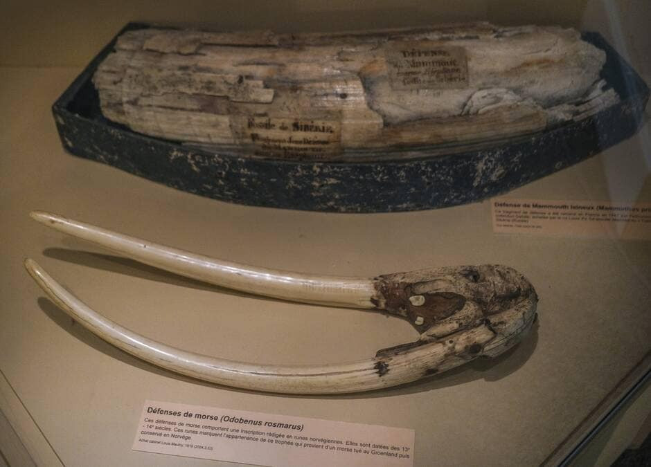 Um museu de Le Mans, França, exibirá presas de morsa com runas vikings