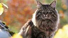 NORWEGIAN FOREST, THE VIKING CAT