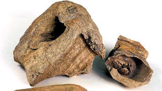 Os groenlandeses da era viking negociavam marfim de morsa com os ucranianos