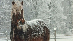 Livros Vikings | Um cavalo islandês na neve. — Crédito da Imagem: Thduke