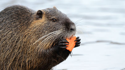 PELE DE CASTOR: A MODA ENTRE OS VIKINGS DE ELITE