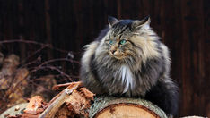 Gatos, os animais de estimação preferidos dos vikings