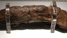 20 cm: esse é o tamanho do maior excremento humano fossilizado já encontrado, e veio de um viking