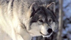 Livros Vikings | Um lobo cinzento espreitano sua caça. — Crédito da Imagem: Chris Muiden/ Creative Commons