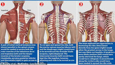 Details about the research that validate the "blood eagle" viking torture as anatomically possible